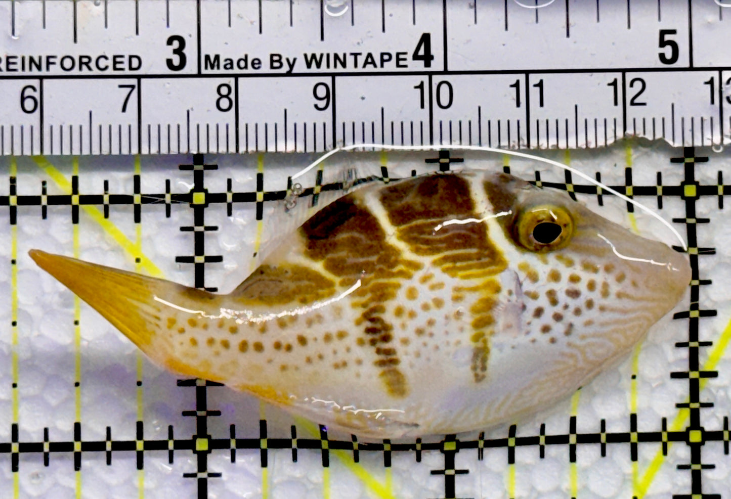 Blacksaddle Filefish BF090201 WYSIWYG Size: L 2.75"