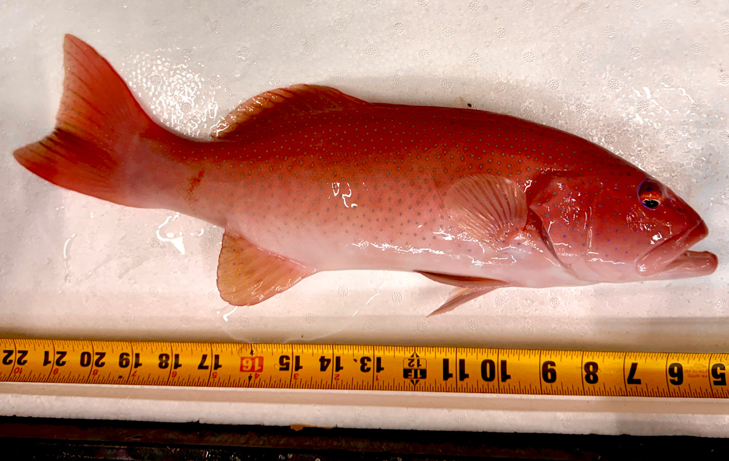Rare Leopard Coral Grouper Size: XXL/ SHOW 15" Approx