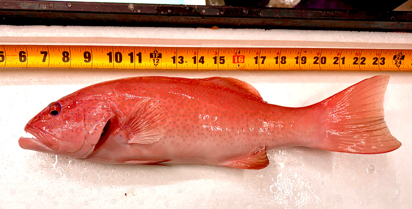 Rare Leopard Coral Grouper Size: XXL/ SHOW 15" Approx