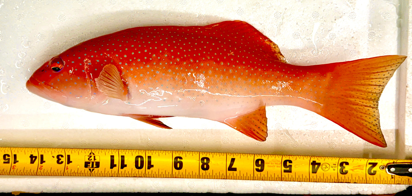 Rare Leopard Coral Grouper Size: XXL/ SHOW 15" Approx