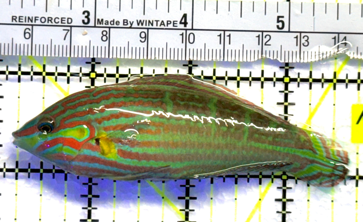 Melanurus Wrasse MW083101 WYSIWYG Size: XL 3.5" approx