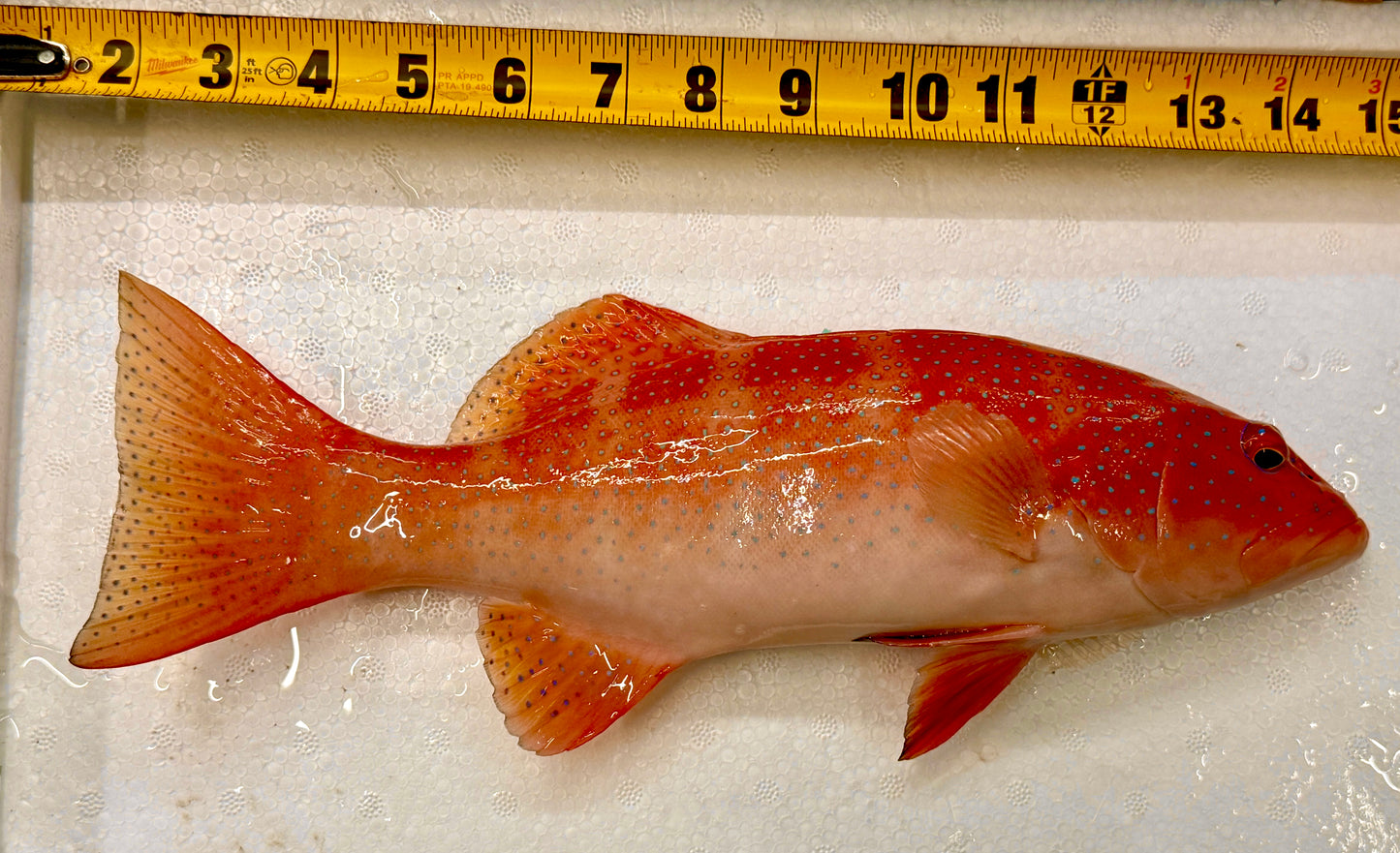 Rare Leopard Coral Grouper Size: XXL/ SHOW 15" Approx