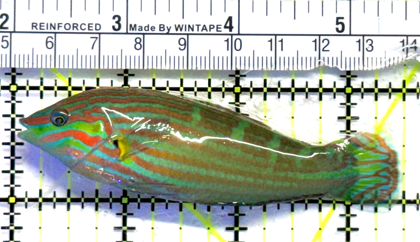 Melanurus Wrasse MW083102 WYSIWYG Size: XL 3.5" approx