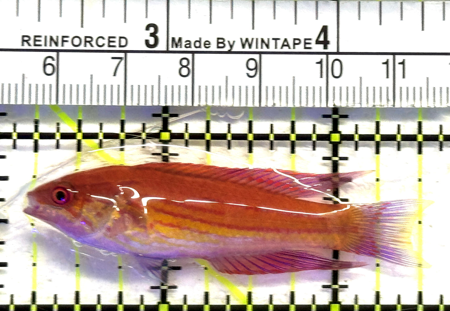 Angular Flasher Wrasse AFW083101 WYSIWYG Size: L 2.25" approx
