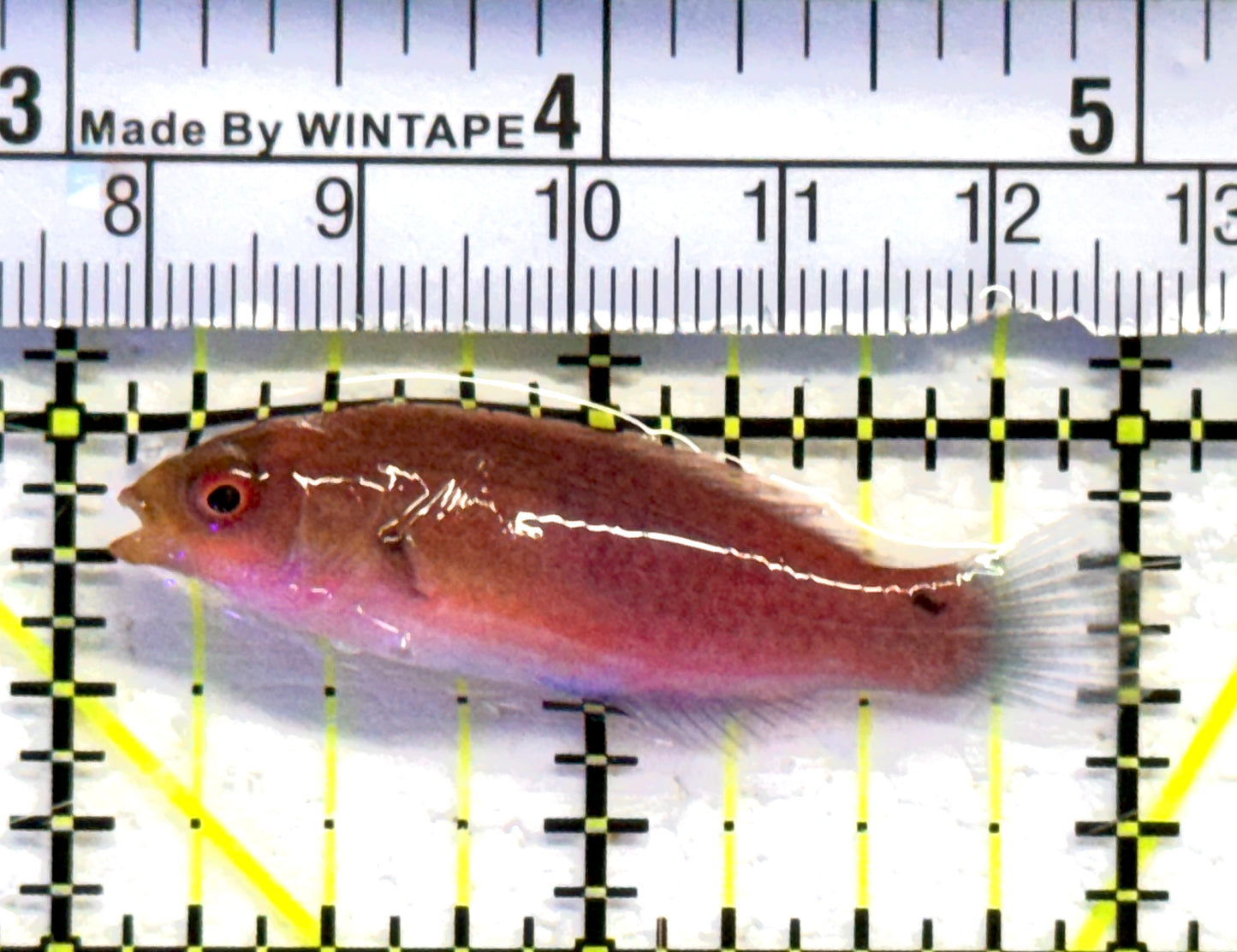 Blueside Fairy Wrasse BFW083101 WYSIWYG Size: S 2" approx