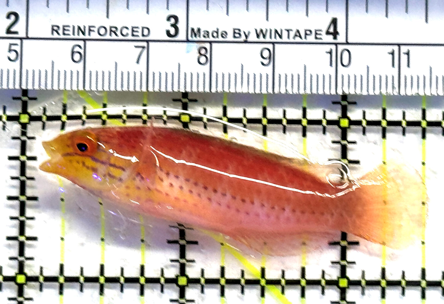 Kato's Fairy Wrasse KFW083101 WYSIWYG Size: SHOW 2.5" approx