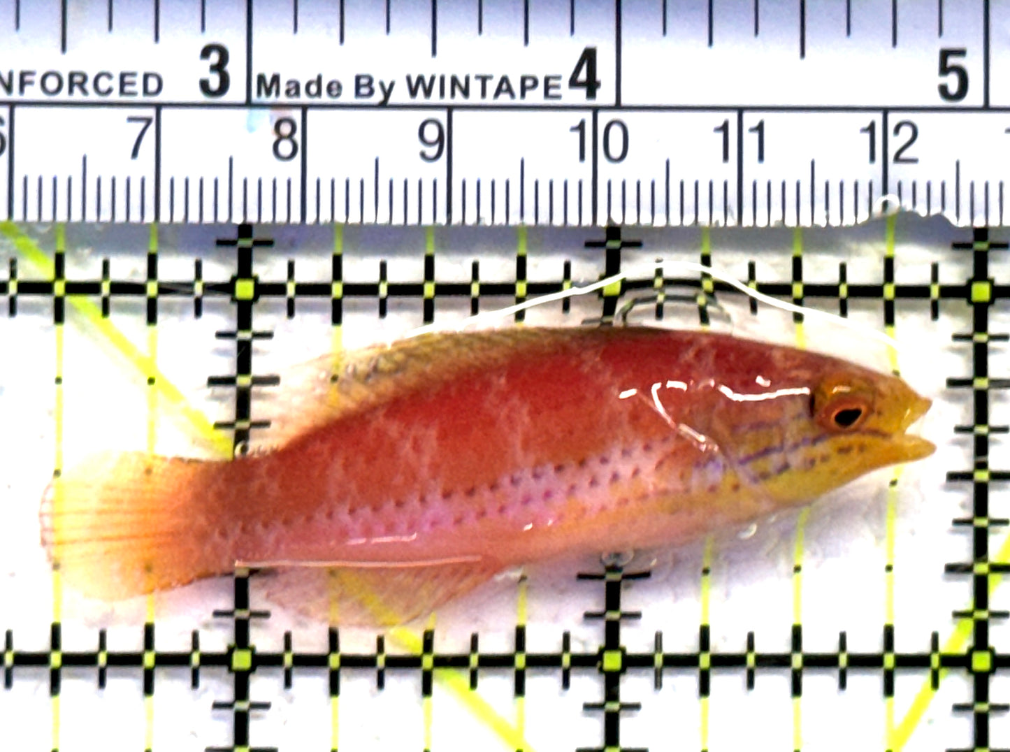 Kato's Fairy Wrasse KFW083101 WYSIWYG Size: SHOW 2.5" approx