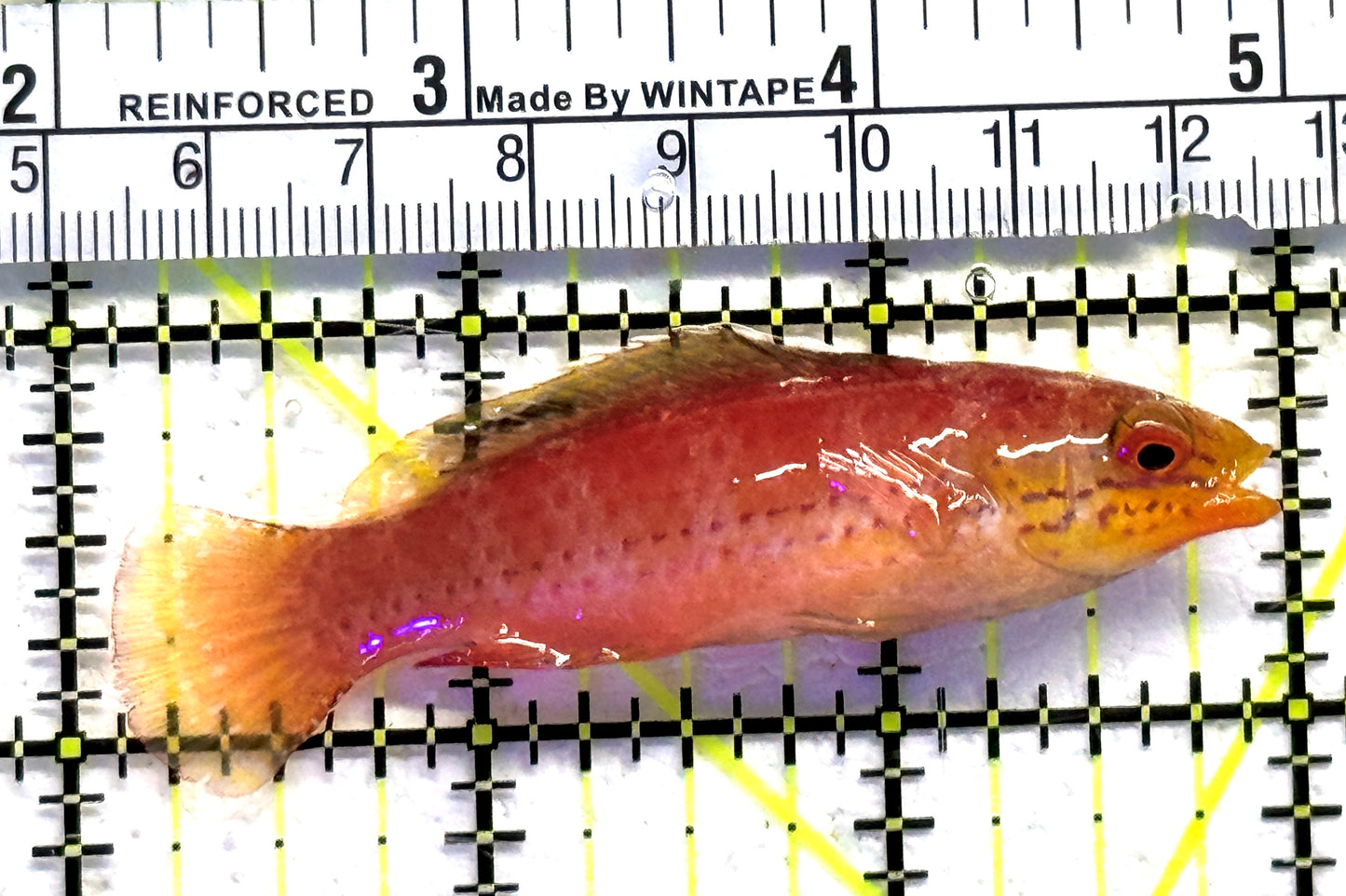 Kato's Fairy Wrasse KFW083102 WYSIWYG Size: SHOW 3" approx