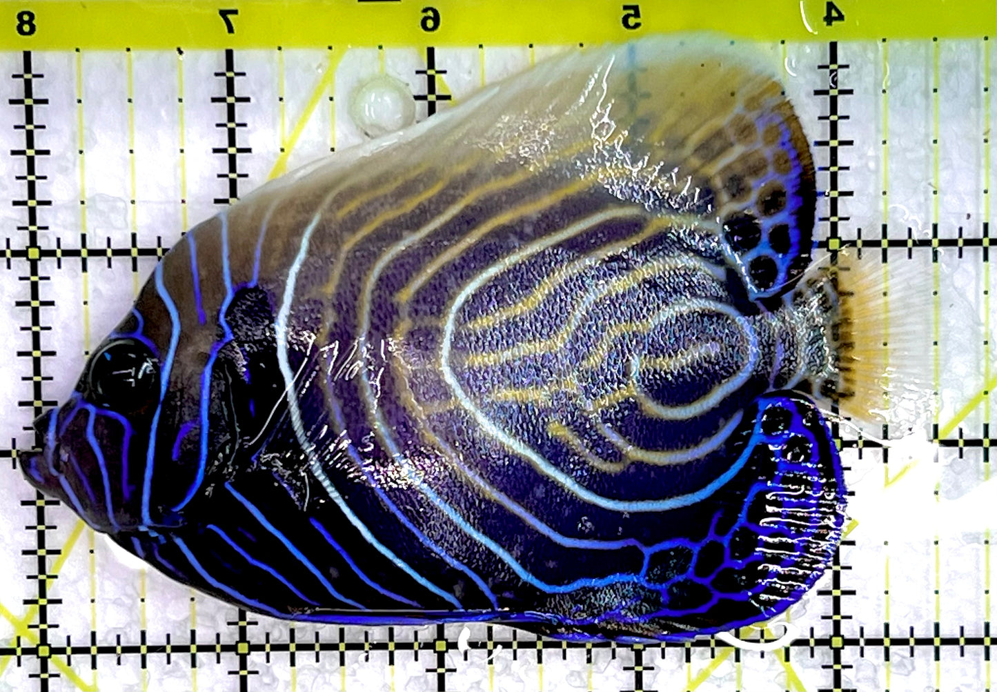 Emperor Angelfish Juvenile/(May be Transition) EAJ071401 WYSIWYG Size: XL 4.5" approx