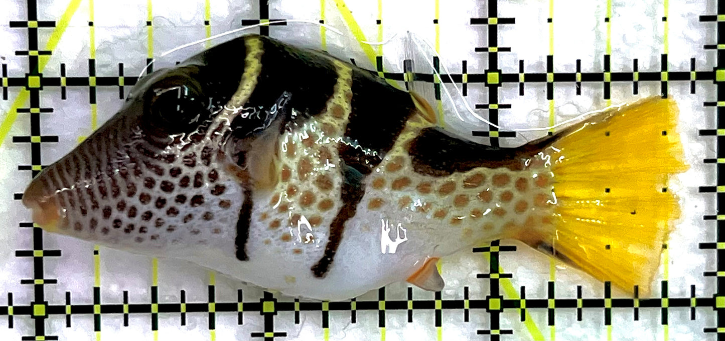 Valentini Toby Pufferfish VTP071401 WYSIWYG Size: L 3" approx