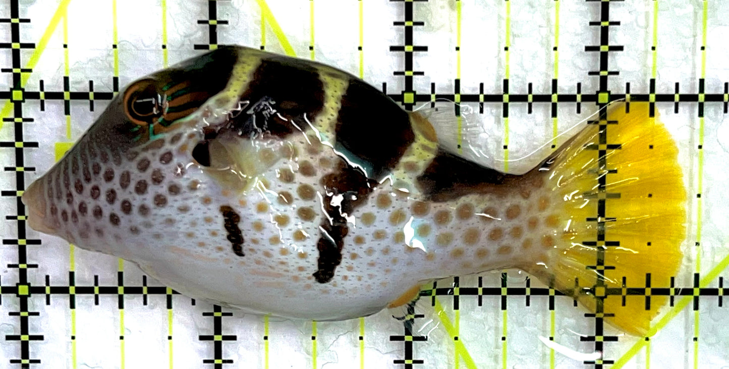 Valentini Toby Pufferfish VTP071402 WYSIWYG Size: XL 3.5" approx