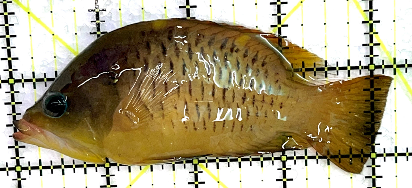 Insidiator Wrasse IW071401 WYSIWYG Size: SHOW 4.25" approx
