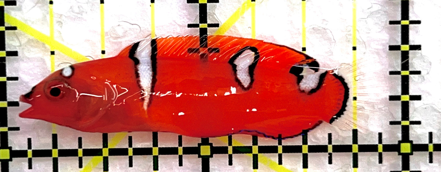 Red Coris Clown Wrasse Juvenile RCCWJ071401 WYSIWYG Size: S 2" approx