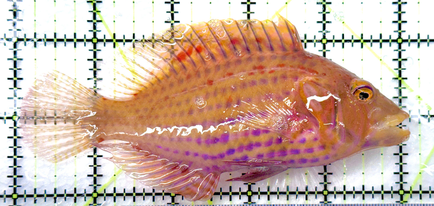 Rare Red Cockerel Wrasse (Tonga Special Grade) RCW082603 WYSIWYG Size: XL 5" approx