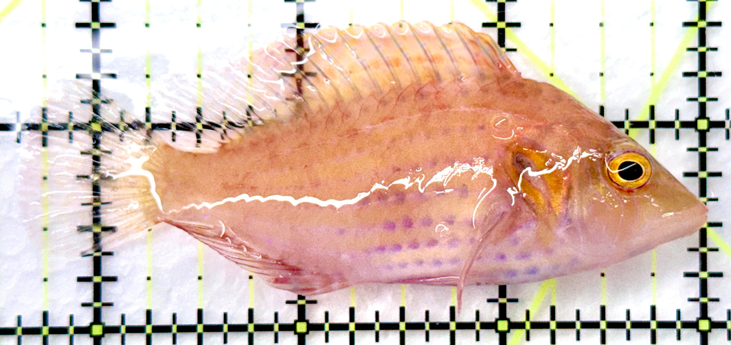 Rare Red Cockerel Wrasse (Tonga Special Grade) RCW082601 WYSIWYG Size: L 3.25" approx