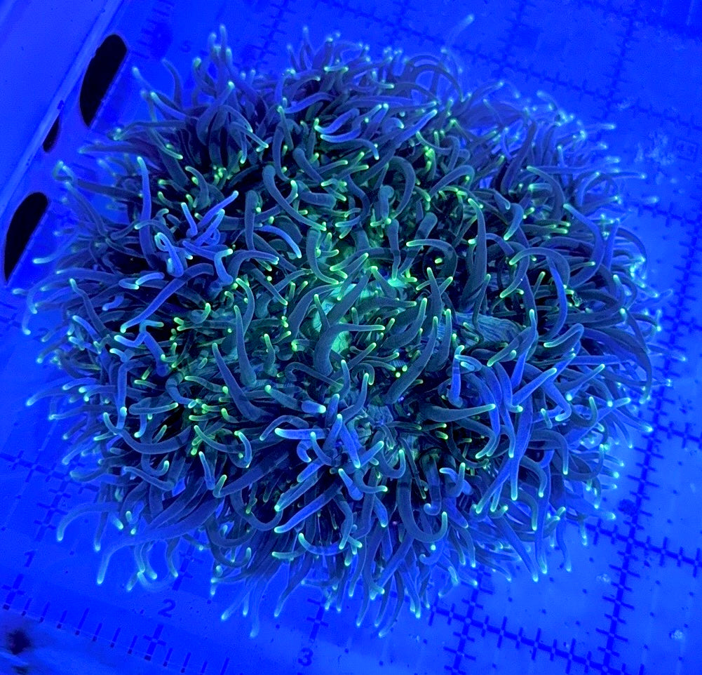 Green Sebae Anemone GSA090502 WYSIWYG Size: XL 4" to 6"