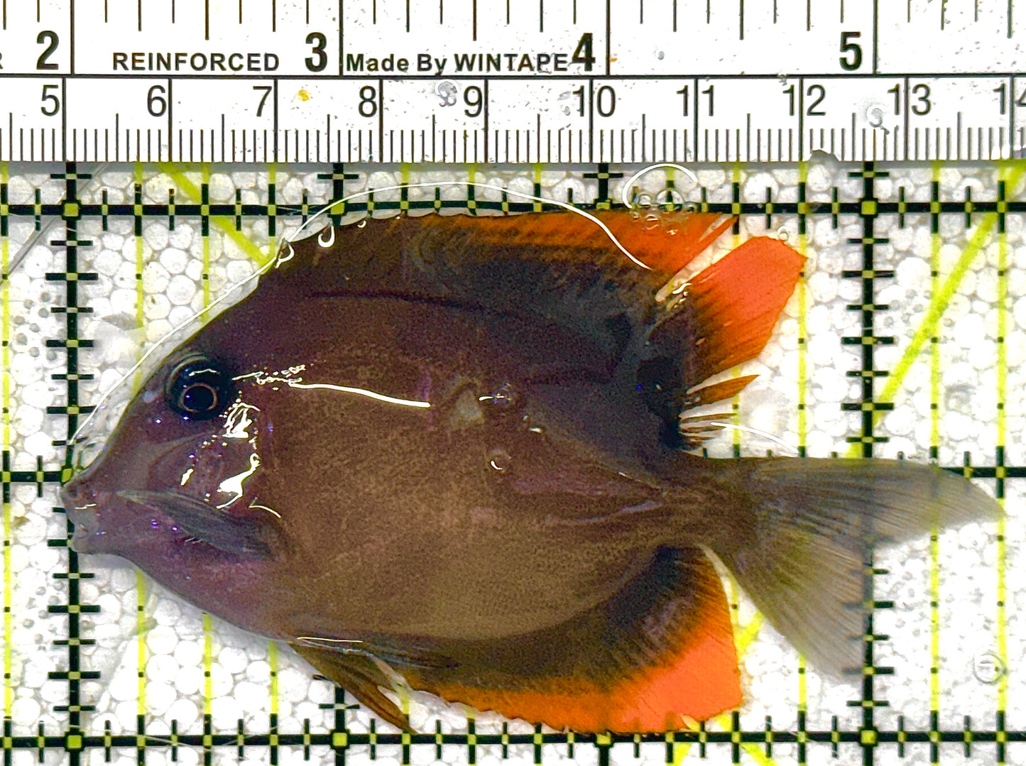 Flame Fin Tomini Tang FFTT122501 WYSIWYG Size: M 3.5" approx