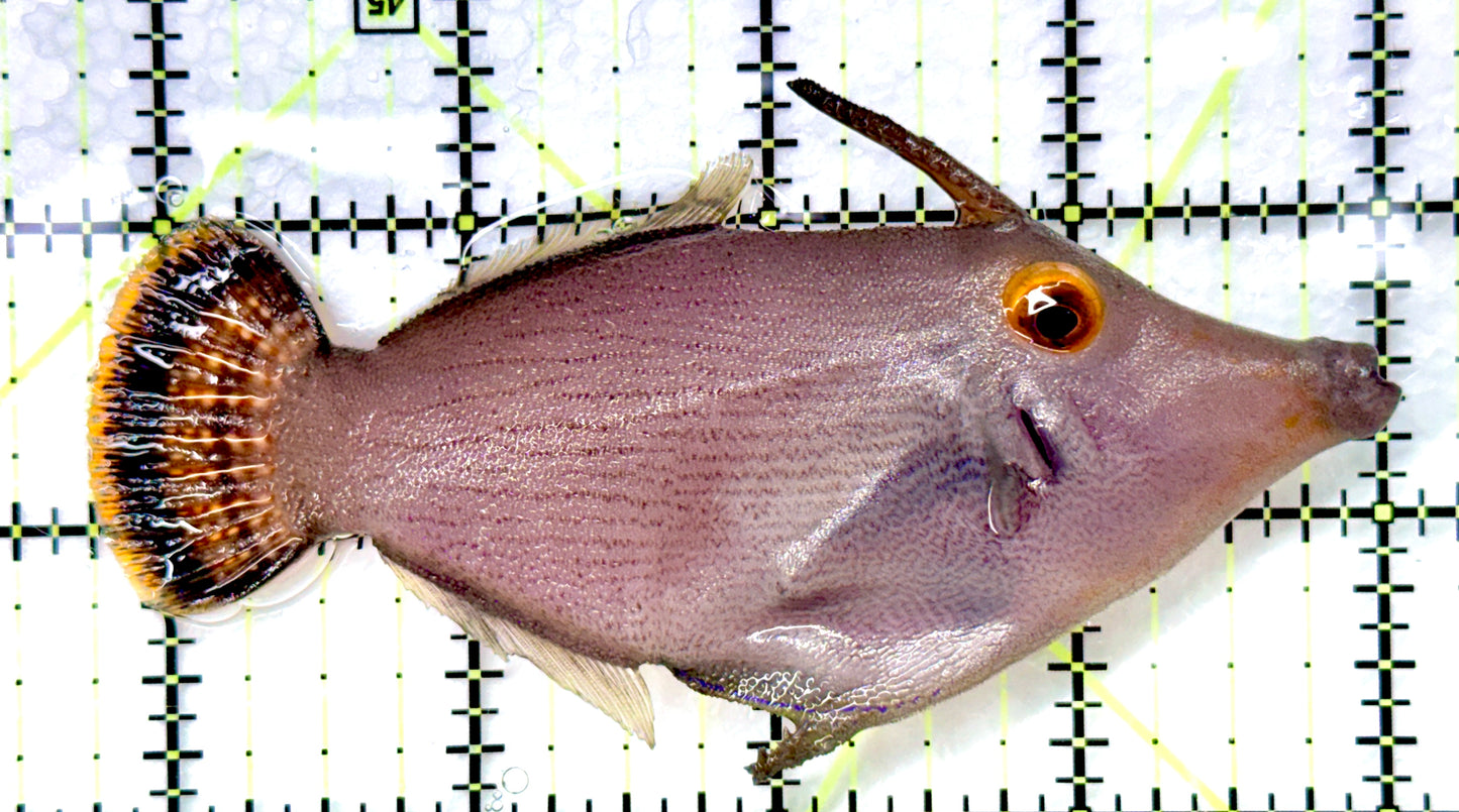 Fantail Filefish (Tonga Special Grade) Size: XL 3" to 4"