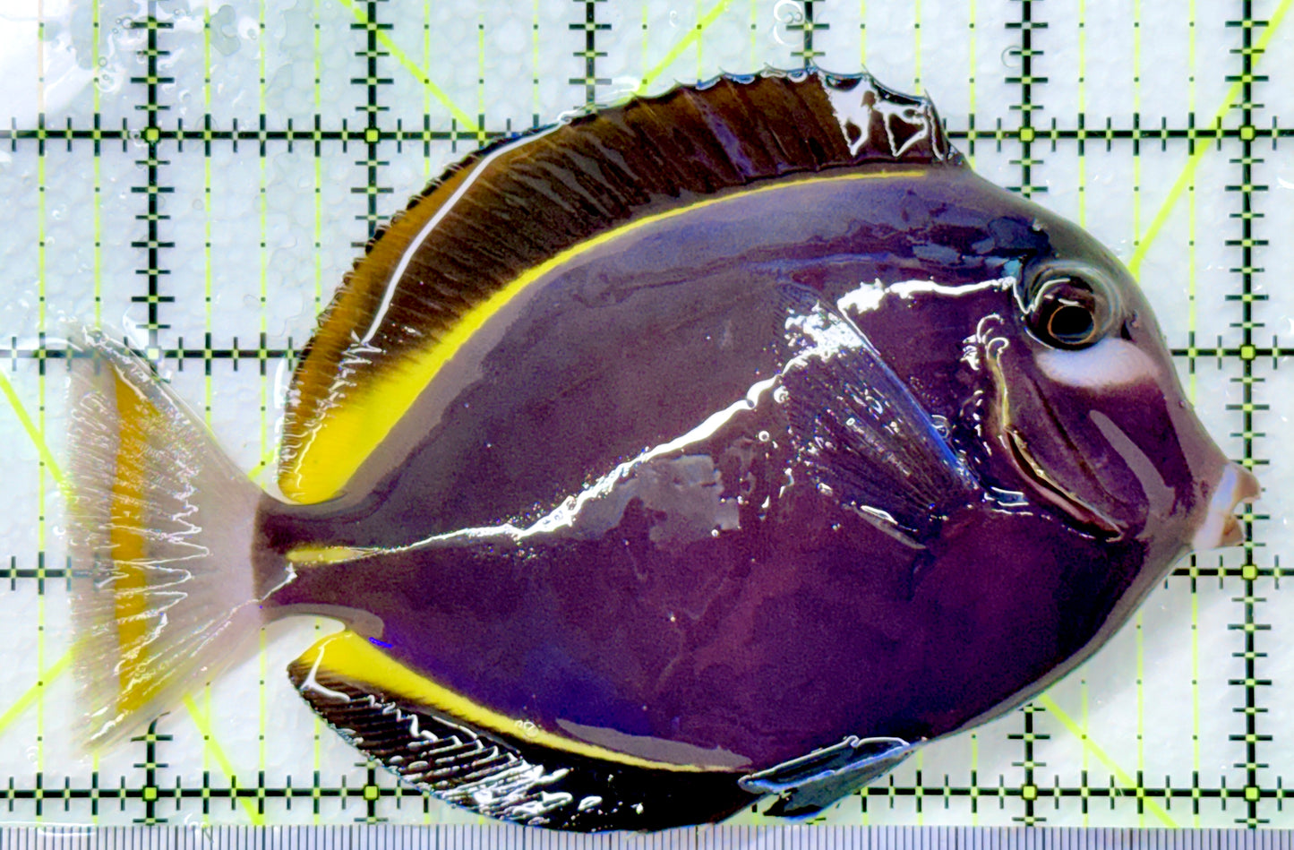 Gold Rim Tang (Tonga Special Grade) GRT082602 WYSIWYG Size: XL 5.5" approx