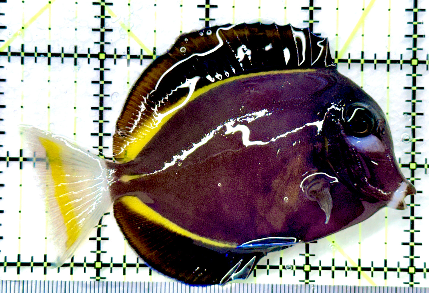 Gold Rim Tang (Tonga Special Grade) GRT082603 WYSIWYG Size: ML 3.75" approx