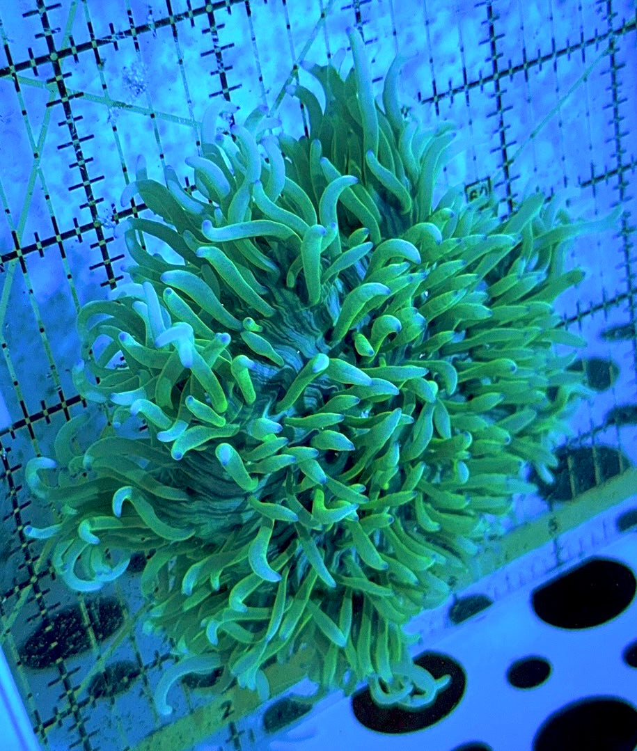 Green Sebae Anemone GSA090504 WYSIWYG Size: Show XXL 6 " and Above