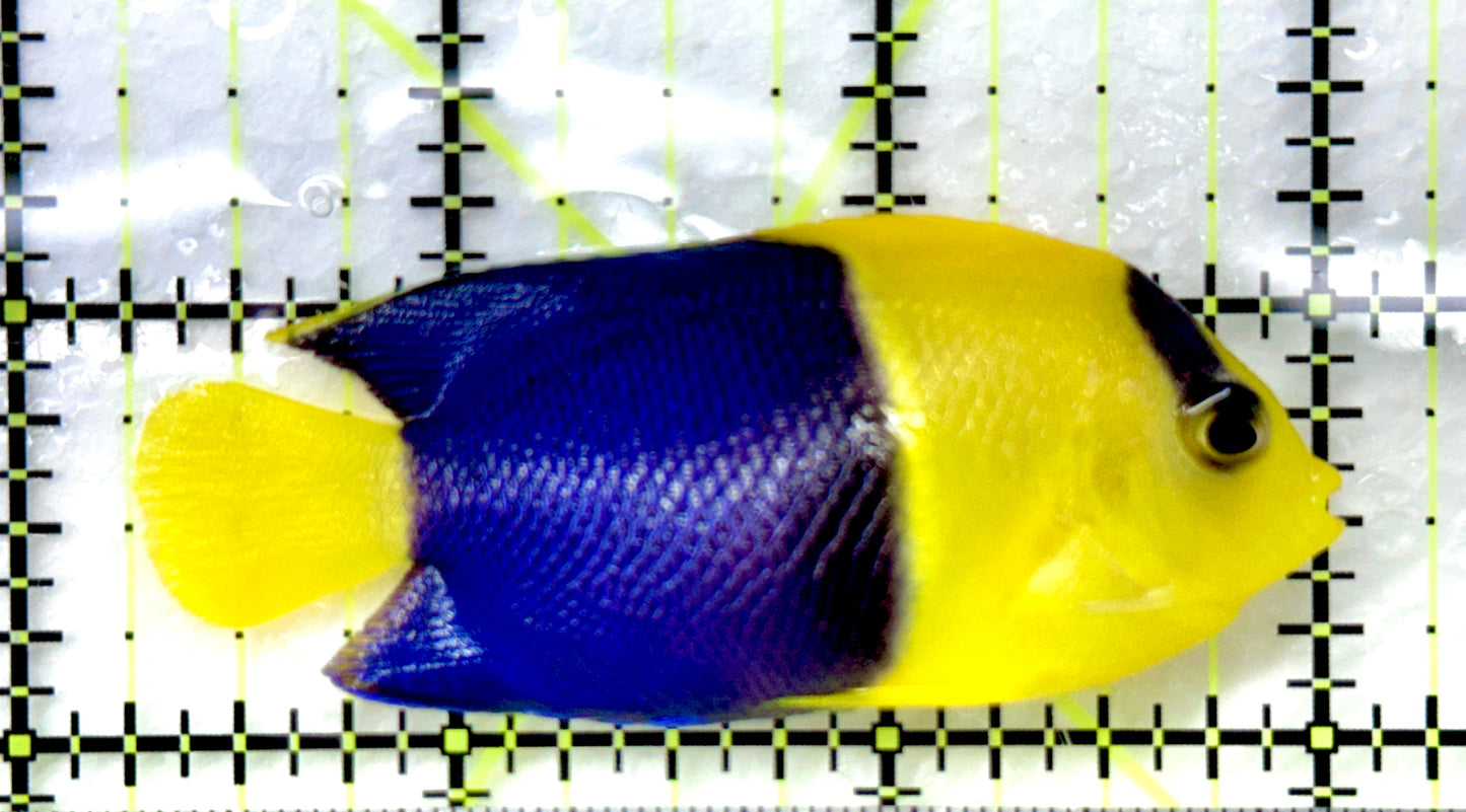 Bicolor Angelfish (Tonga) BA082601 WYSIWYG Size: L 2.75" approx