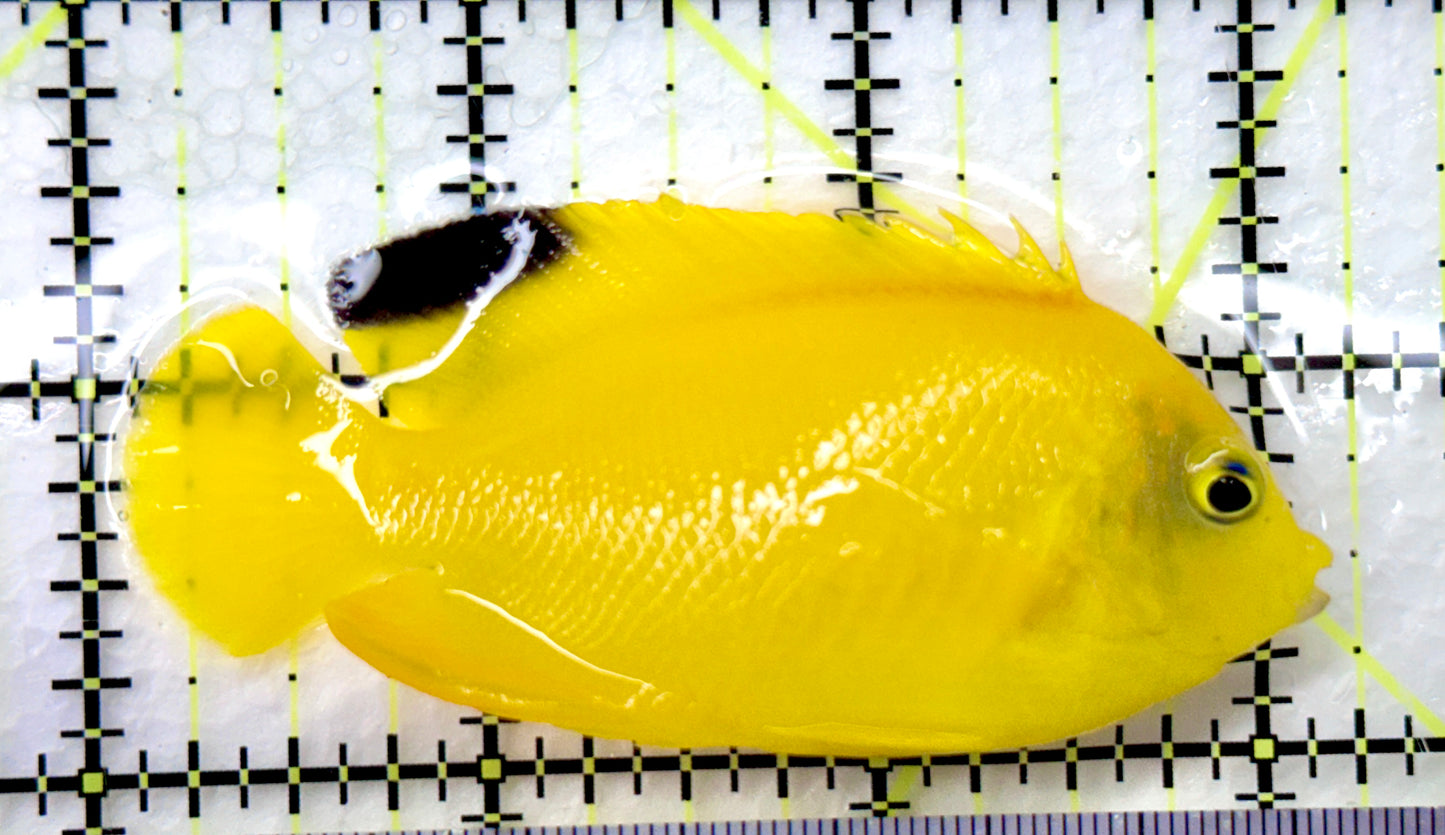 Woodhead's Angelfish (Black Tip) WA082602 WYSIWYG Size: L 3.25" approx