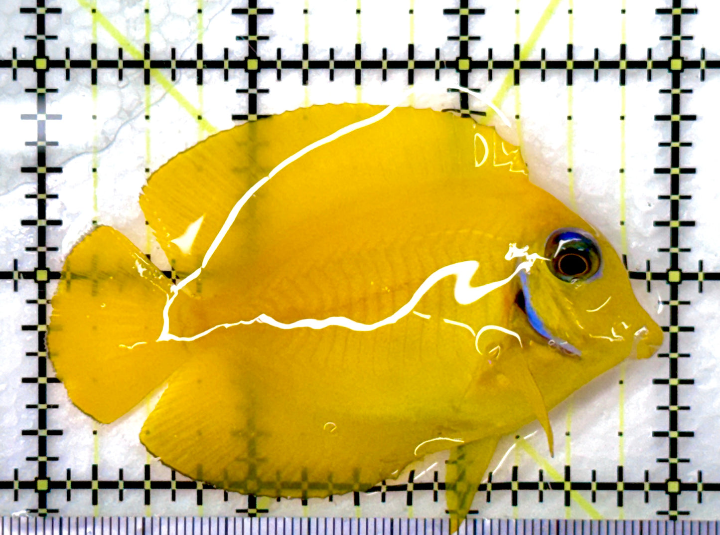 True Blue Eyes Lemonpeel Mimic Tang (Tonga Special Grade) BELMT082604 WYSIWYG Size: S 3" approx