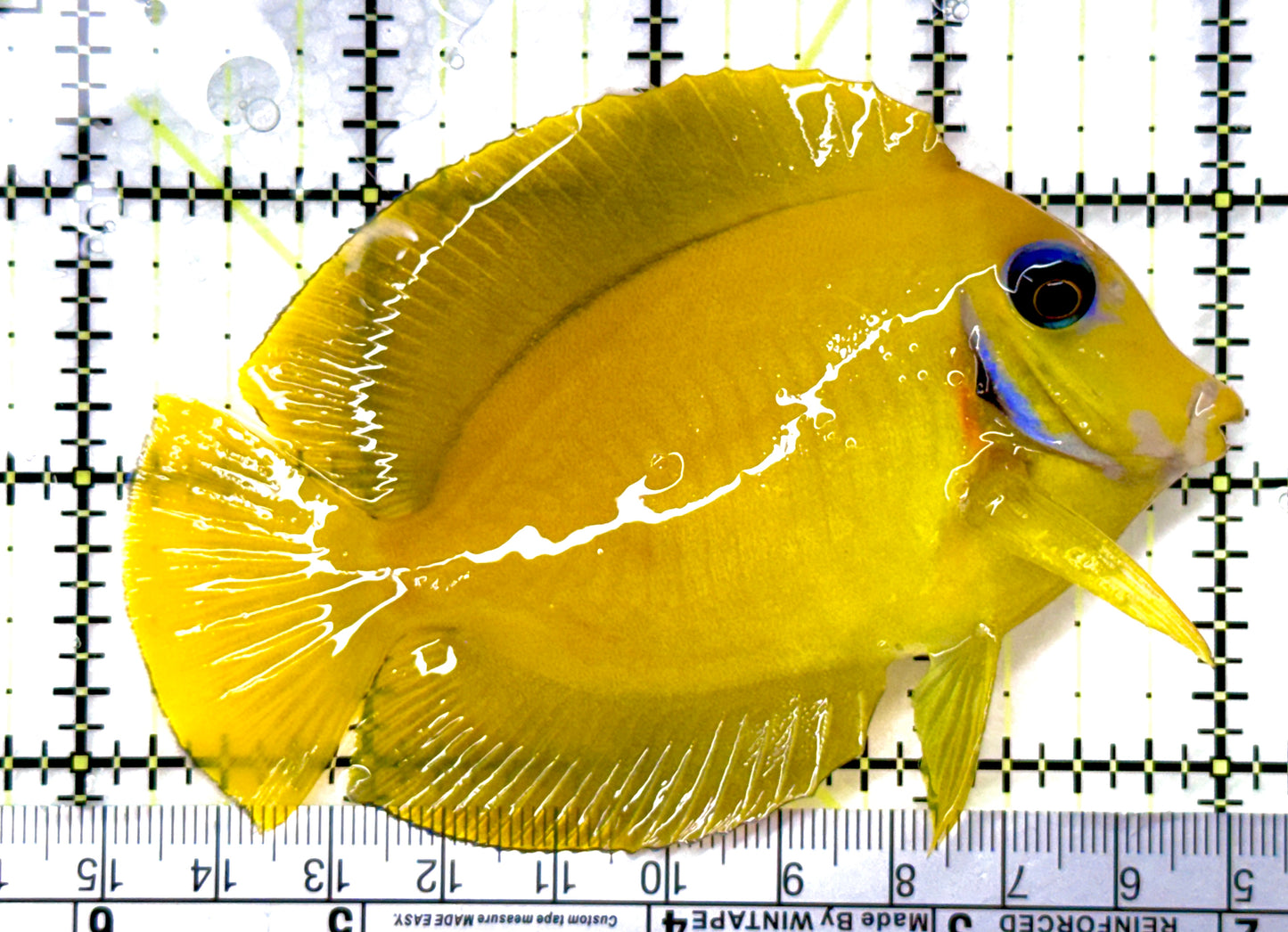 True Blue Eyes Lemonpeel Mimic Tang (Tonga Special Grade) BELMT082603 WYSIWYG Size: M 4" approx