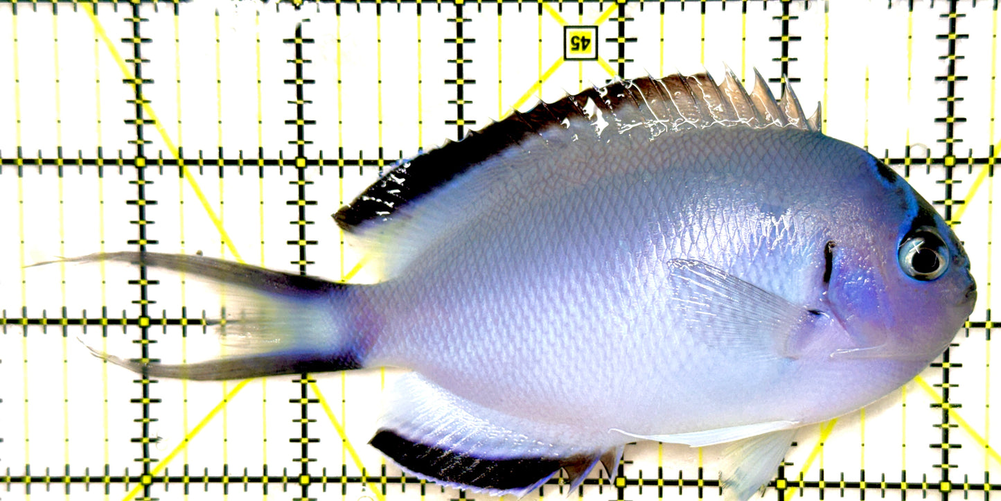 Watanabe Angelfish (Female) (Tonga Special Grade) WAF082601 WYSIWYG Size: XXL/SHOW 6" approx