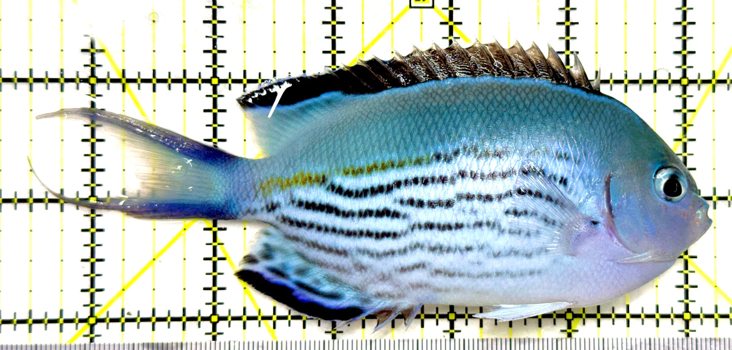 Watanabe Angelfish (Male) (Tonga Special Grade) WAM082602 WYSIWYG Size: XL 5.75" approx