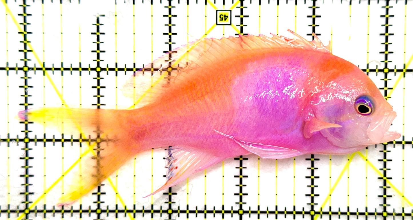 Squareback Anthias (Male) (Tonga Special Grade) SAM082602 WYSIWYG Size: XL 5.25" approx