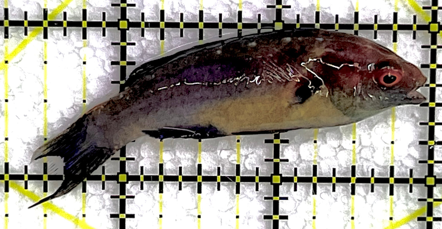 Brunneus Fairy Wrasse BFW071502 WYSIWYG Size: SHOW 2.75" approx