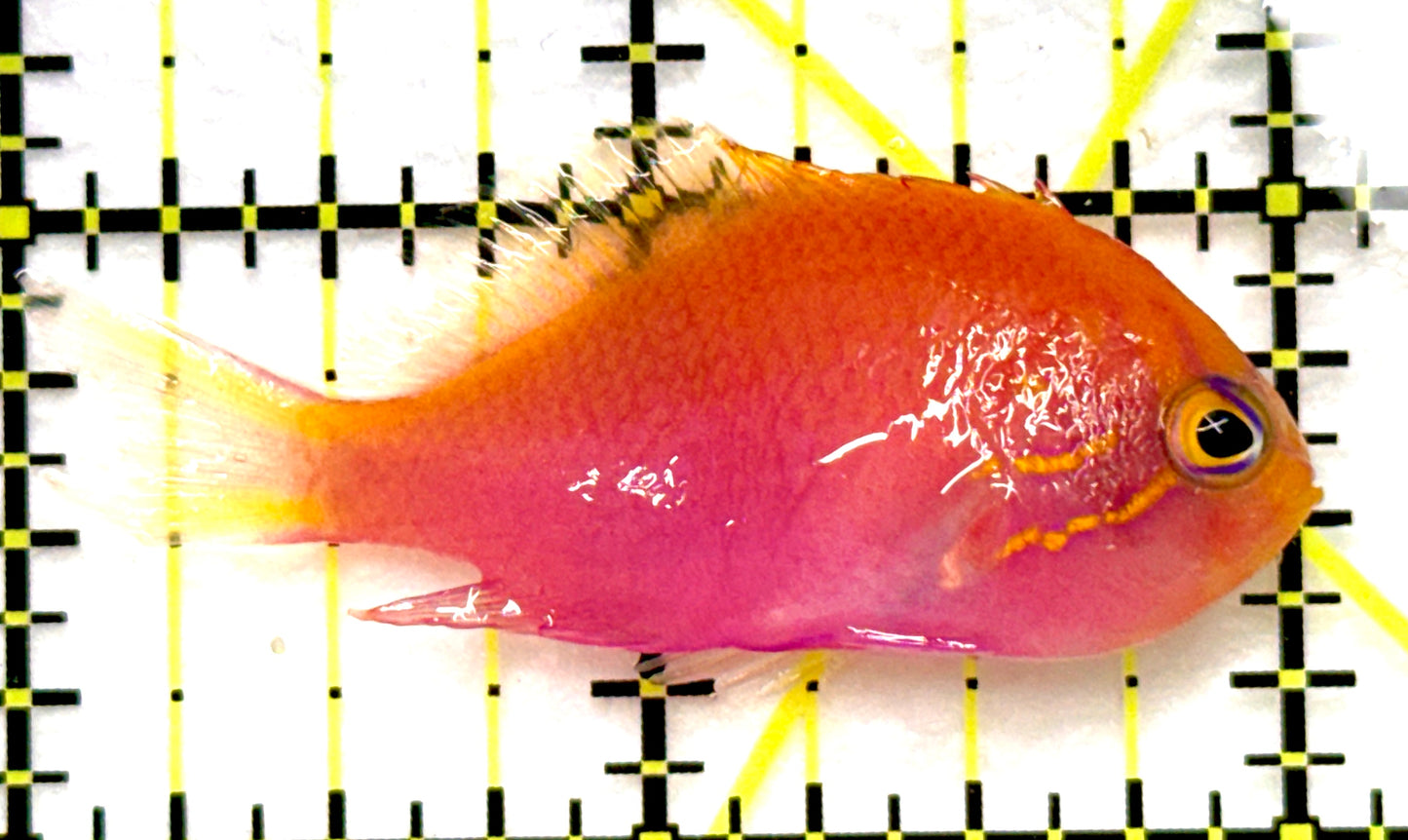 Sunburst Anthias (Tonga Special Grade) SA082601 WYSIWYG Size: M 2" approx