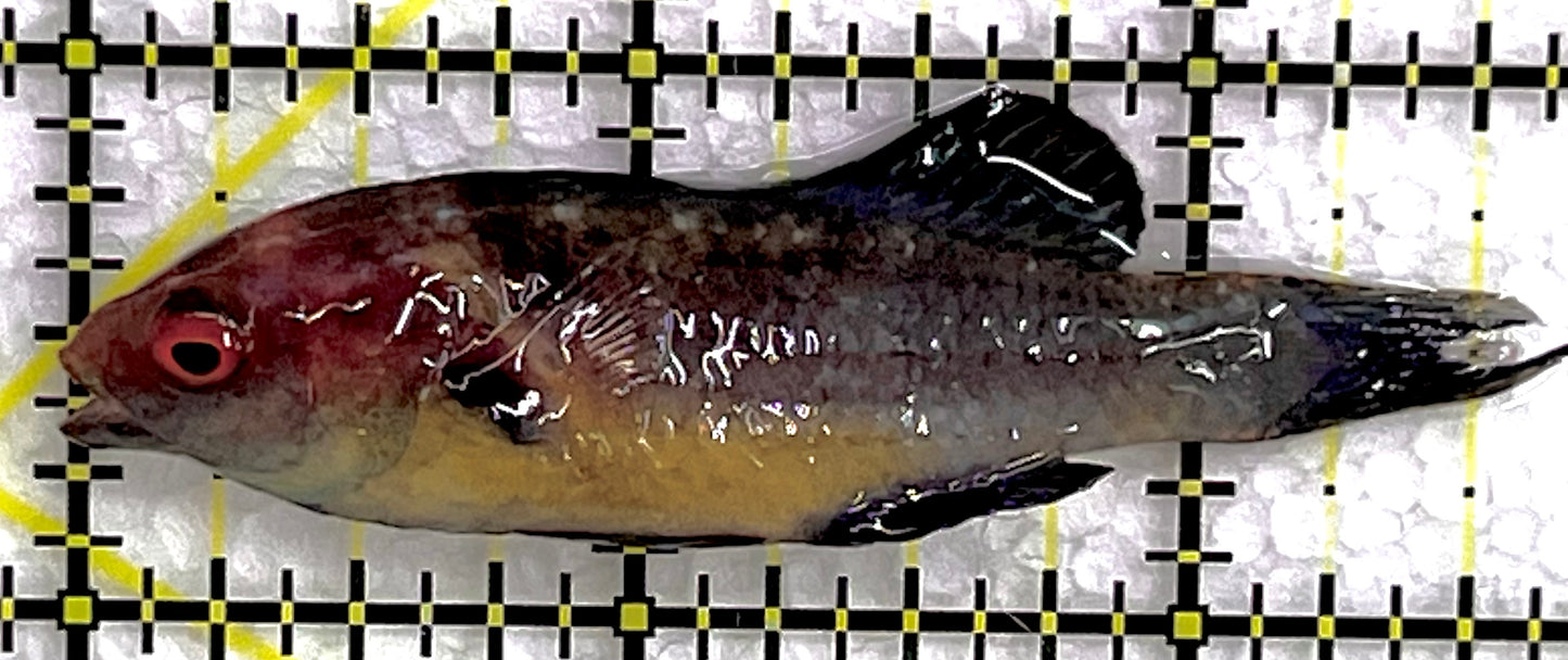Brunneus Fairy Wrasse BFW071502 WYSIWYG Size: SHOW 2.75" approx