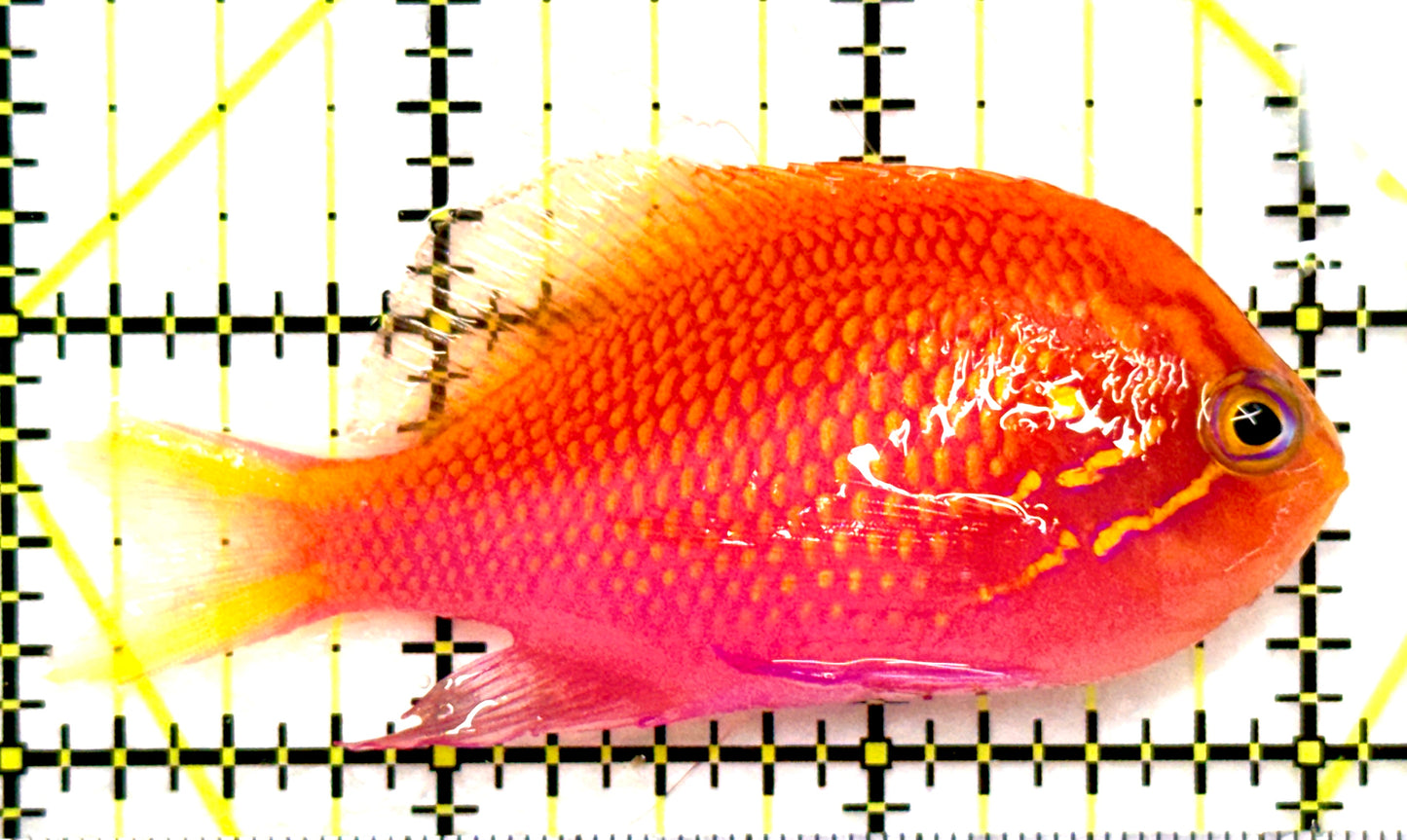Sunburst Anthias (Tonga Special Grade) SA082602 WYSIWYG Size: M 3" approx