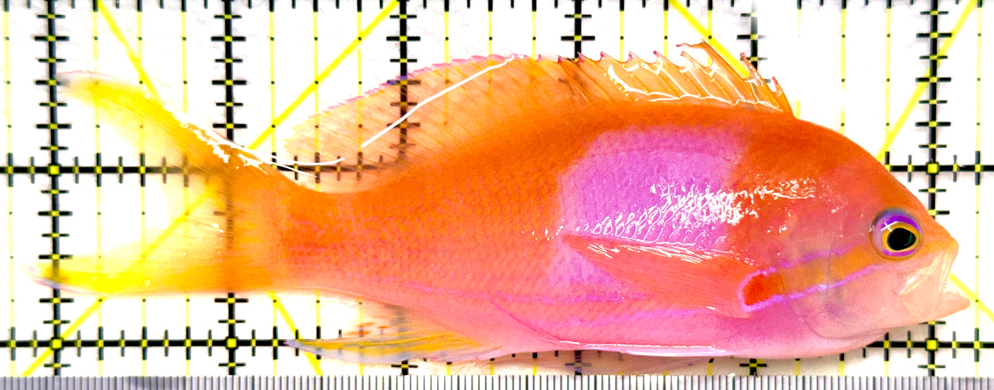 Squareback Anthias (Male) (Tonga Special Grade) SAM082601 WYSIWYG Size: XL 5.25" approx