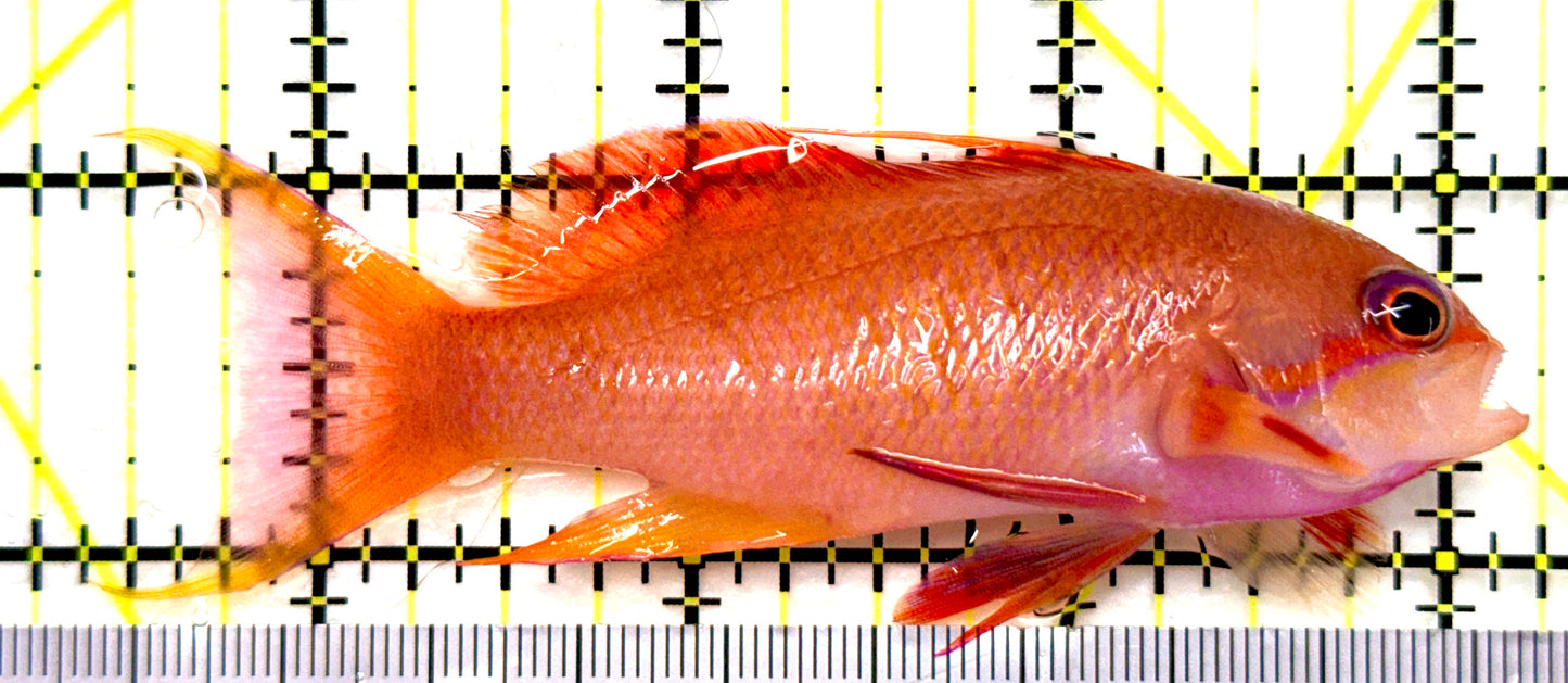 Female Lyretail Anthias (Tonga Special Grade) FLA082901 WYSIWYG Size: SHOW XXL 3.75" approx