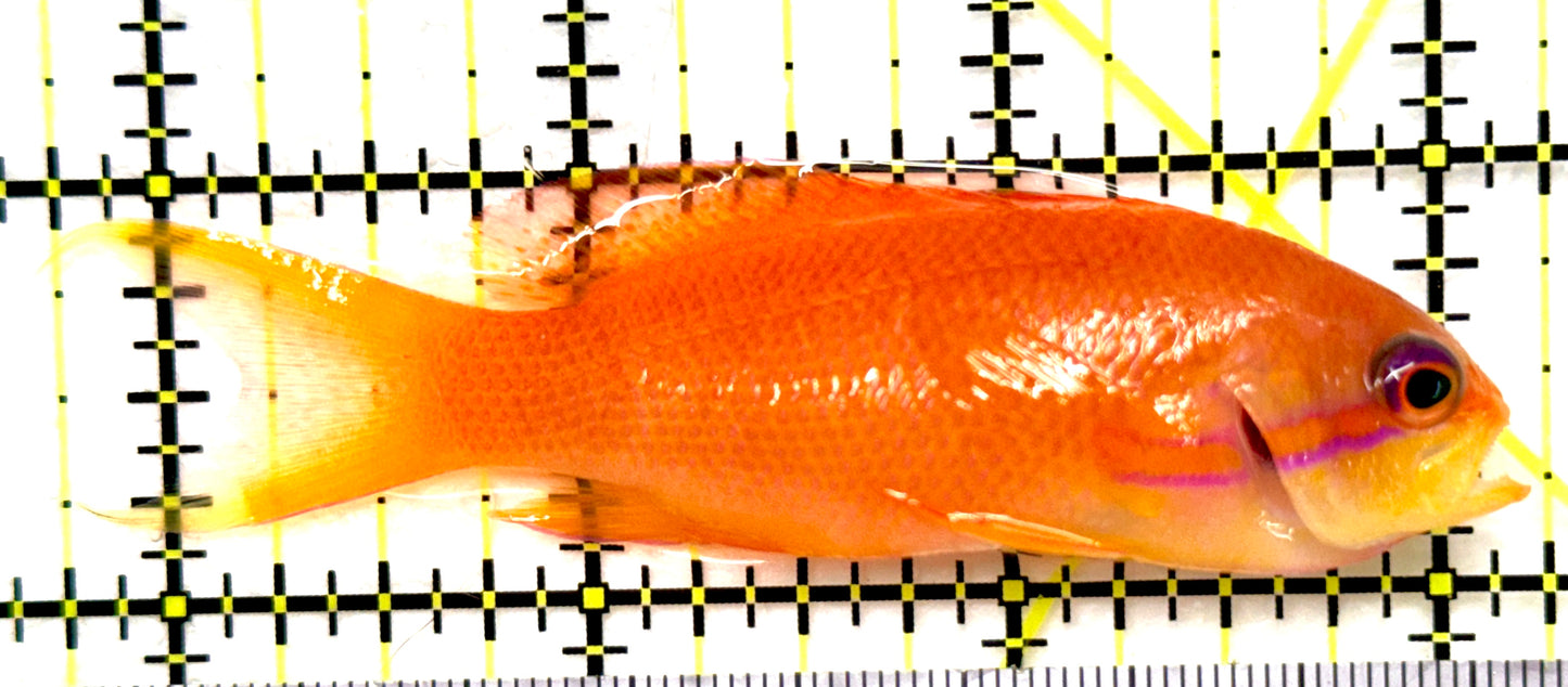 Female Lyretail Anthias (Tonga Special Grade) FLA082601 WYSIWYG Size: SHOW XXL 3.25" approx