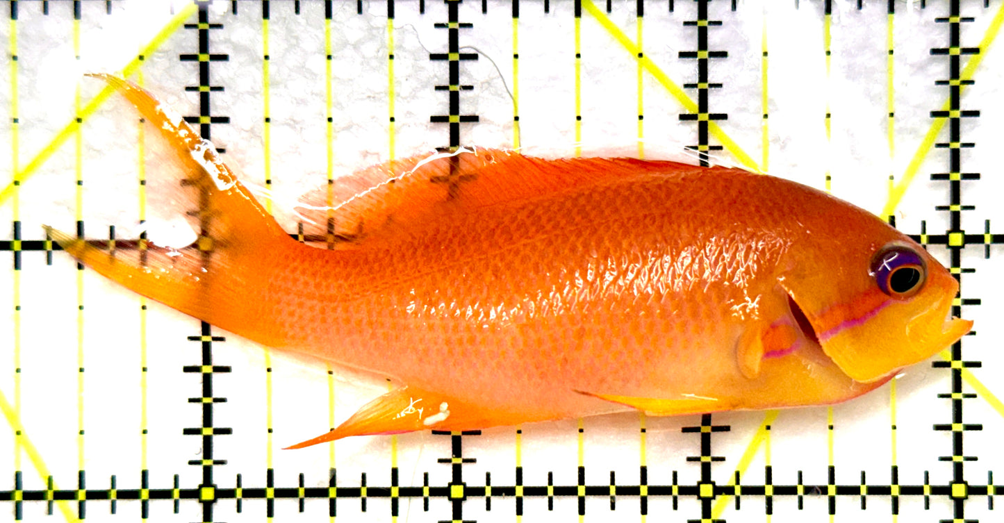 Female Lyretail Anthias (Tonga Special Grade) FLA082602 WYSIWYG Size: SHOW XXL 3.5" approx