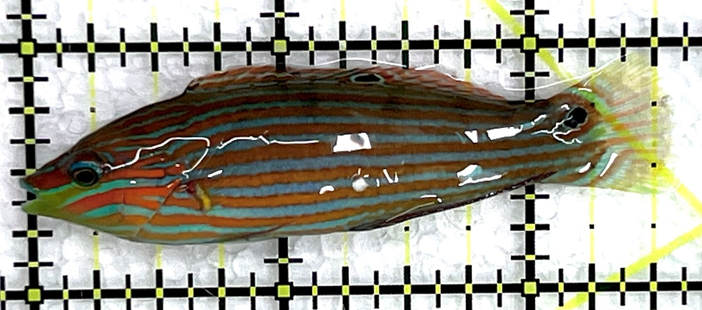 Melanurus Wrasse MW071505 WYSIWYG Size: M 2.5" approx
