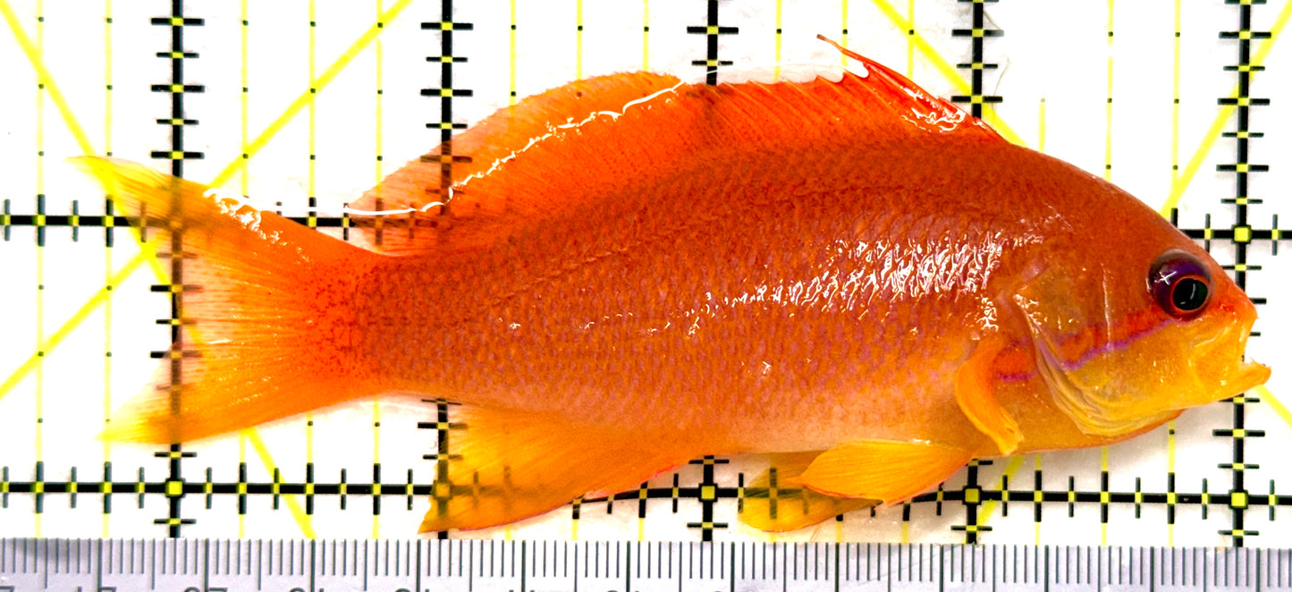 Female Lyretail Anthias (Tonga Special Grade) FLA082902 WYSIWYG Size: SHOW XXL 4.5" approx