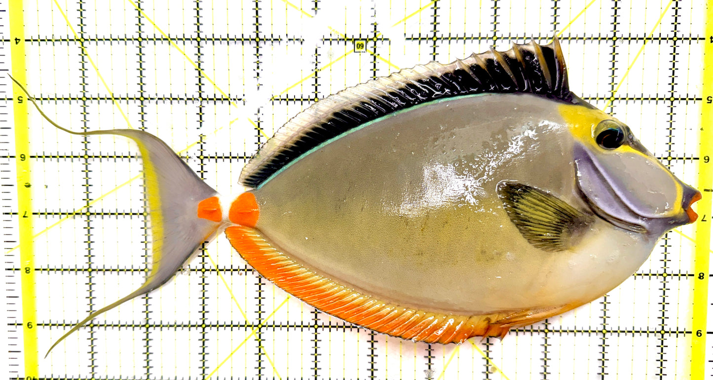 Naso Tang (Tonga Special Grade) NT082602 WYSIWYG Size: XXXL/Show Streamers 11.5" approx