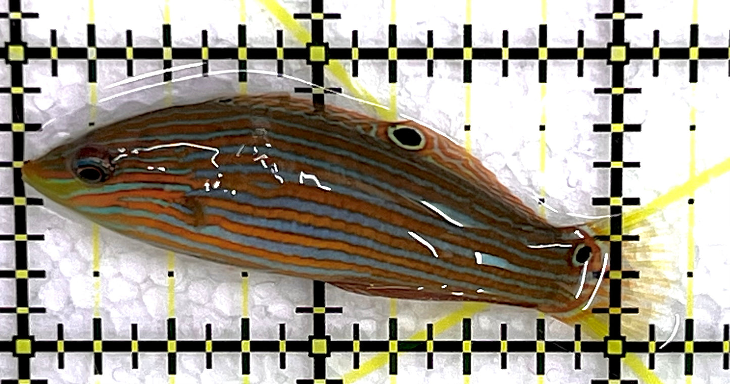 Melanurus Wrasse MW071506 WYSIWYG Size: M 2.25" approx