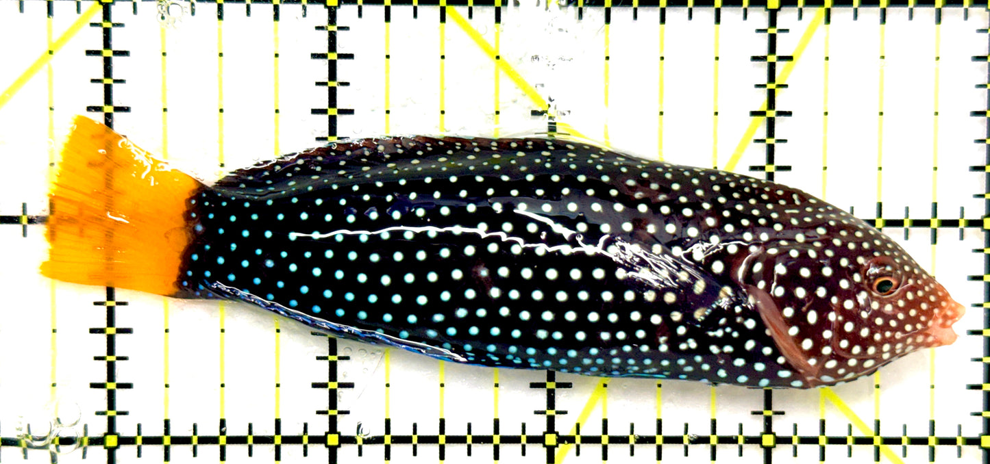 Yellowtail Tamarin Wrasse (Tonga Special Grade) YTW082601 WYSIWYG Size: XXL 4.25" approx