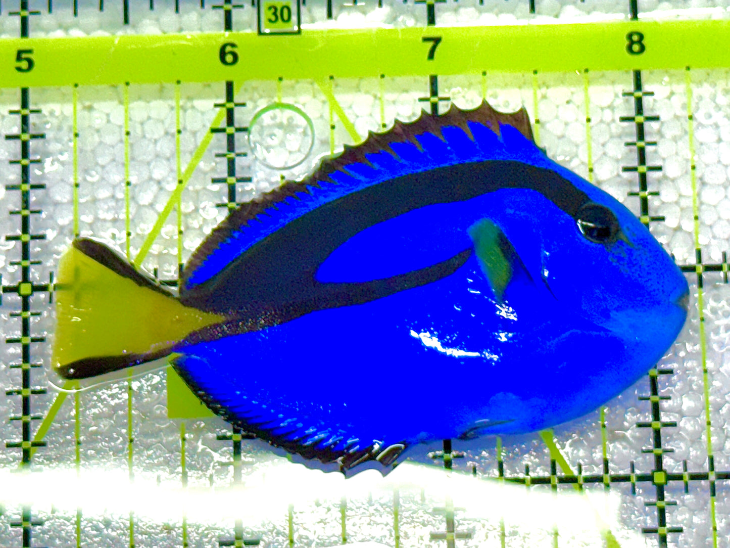 Blue Hippo Tang BHT020603 WYSIWYG Size: M 3" approx
