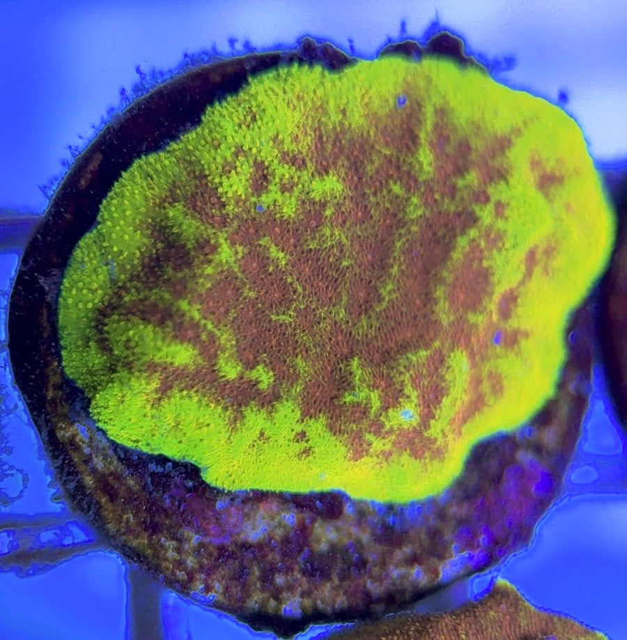 Watermelon Psammocora WP102503 WYSIWYG