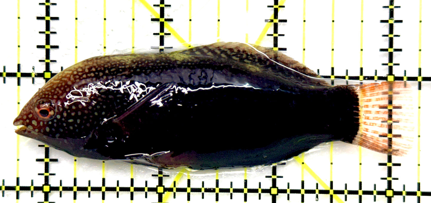 Black Leopard Wrasse (Tonga Special Grade) BLW082701 WYSIWYG Size: XXXL/SHOW 3.5" approx