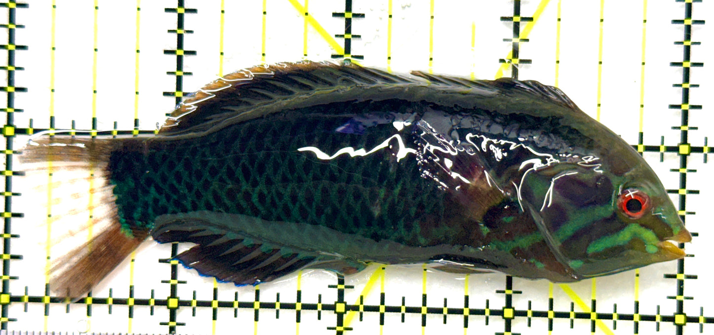 Black Leopard Wrasse (Tonga Special Grade) BLW090201 WYSIWYG Size: XXXL/SHOW 4" approx