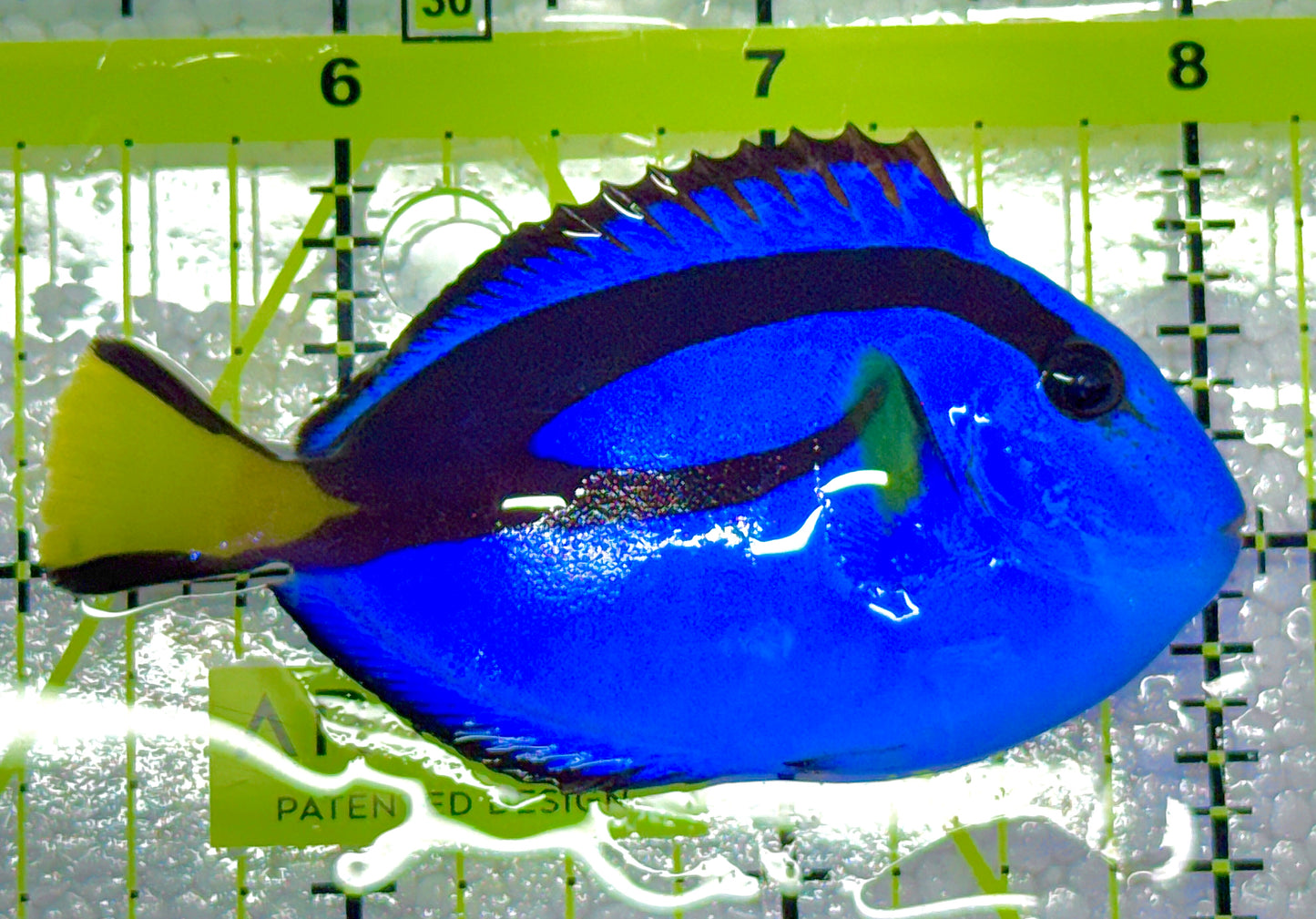 Blue Hippo Tang BHT020601 WYSIWYG Size: M 3" approx